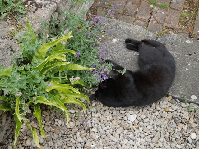 Cat Mint Or Catnip 吉谷桂子のガーデニングブログ