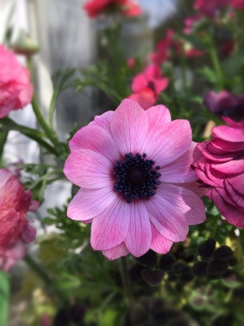 植えっぱなし球根類続々開花スタート 吉谷桂子のガーデニングブログ 植えっぱなし球根類続々開花スタート 吉谷桂子のガーデニングブログ