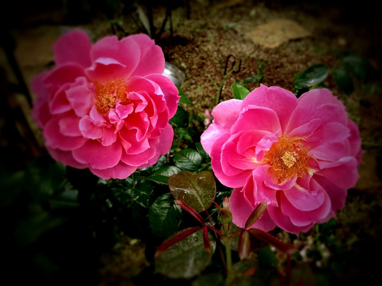 星の王子さまミュージアム ジニアとバラと 吉谷桂子のガーデニングブログ