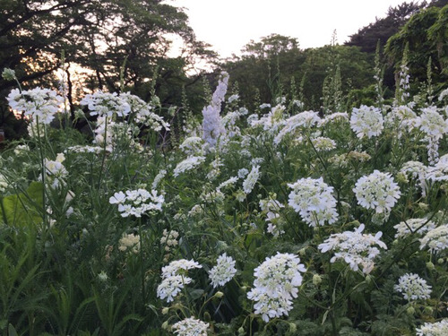 IMG_6460