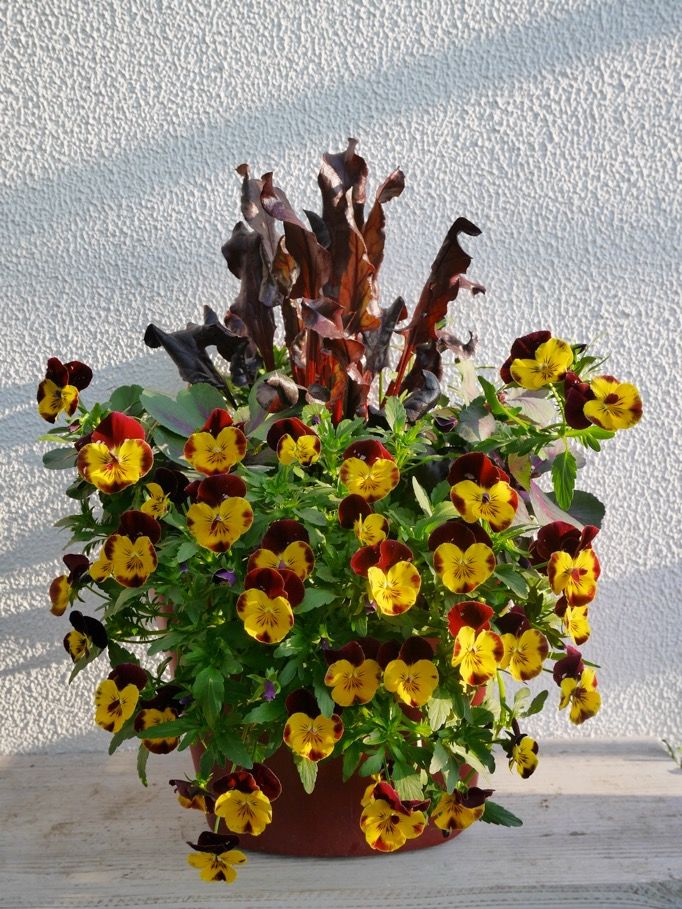 １１月の寄せ植え 色選び品種選び 吉谷桂子のガーデニングブログ