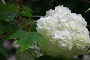 カシワバアジサイ変り種