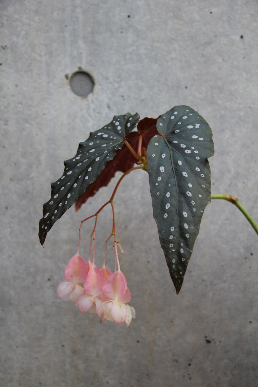 エンジェル ウイング 吉谷桂子のガーデニングブログ