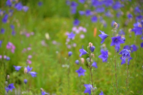 13686658_863694233762774_5819367188569952920_n[1]