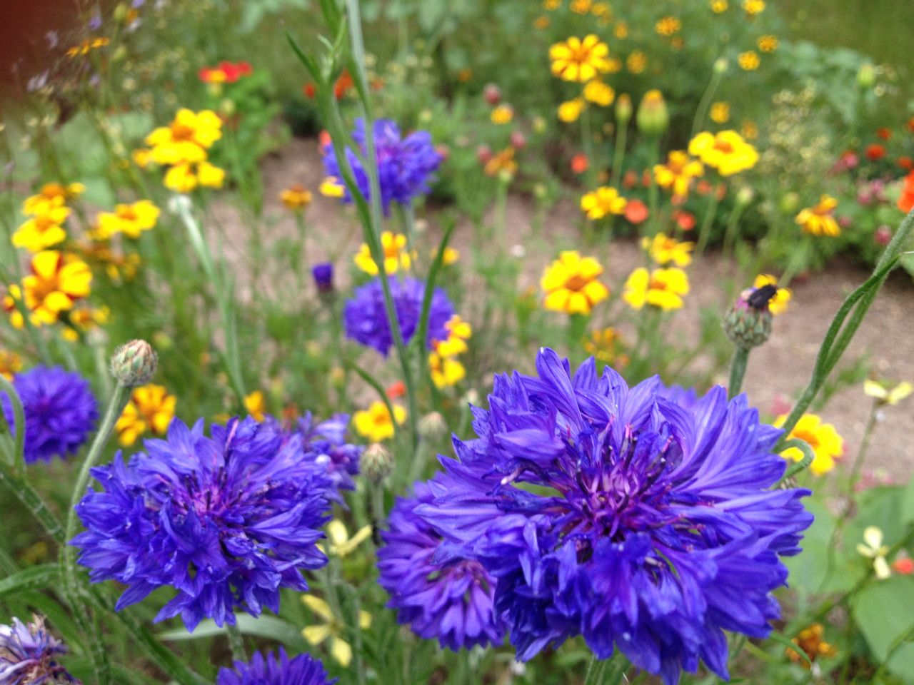 北海道花三昧２ 吉谷桂子のガーデニングブログ