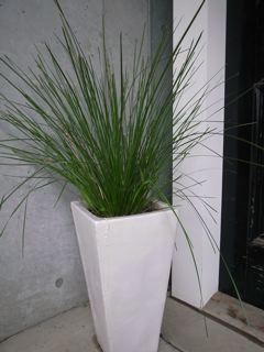 0615_オーストラリアングラス