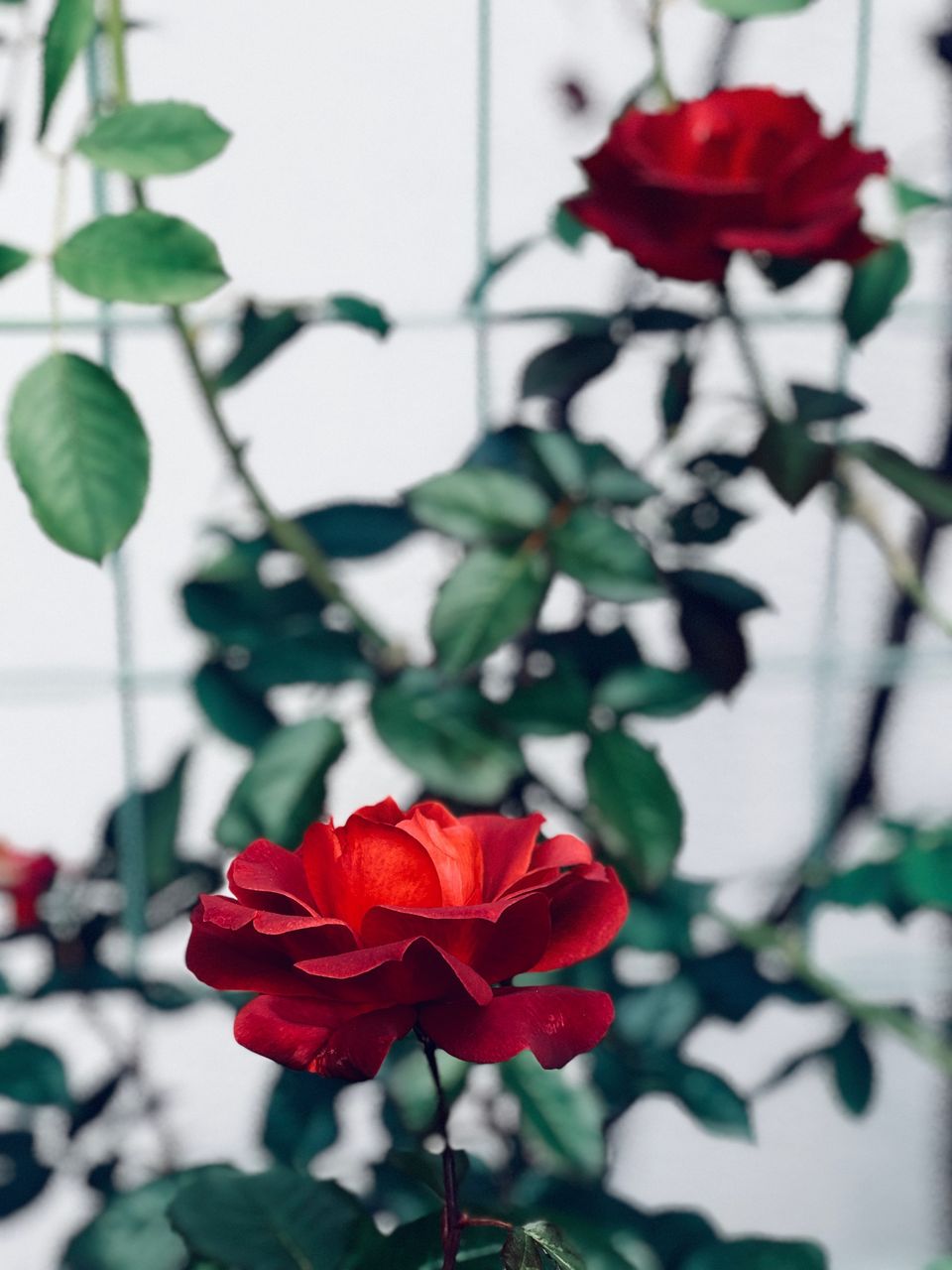 赤いバラと白い壁 吉谷桂子のガーデニングブログ