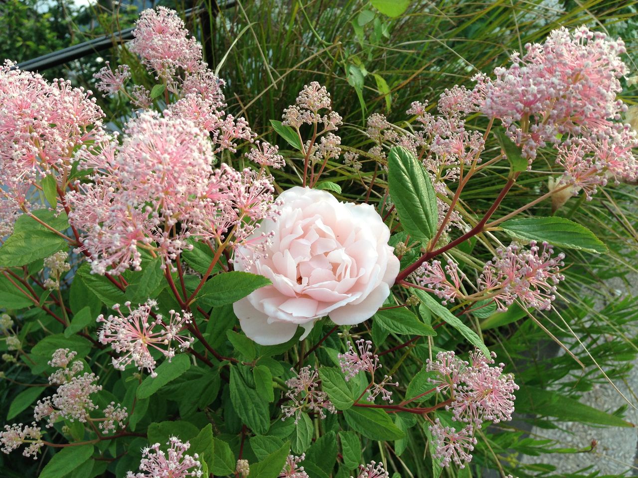 梅雨前にすべきこと 吉谷桂子のガーデニングブログ