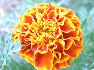 �����ߥ塼�����ࣱ