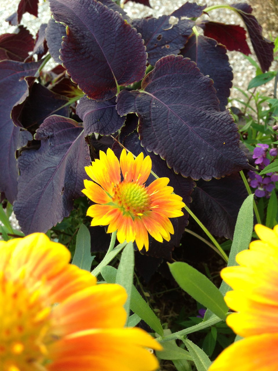 星の王子さまミュージアム おすすめ花 吉谷桂子のガーデニングブログ