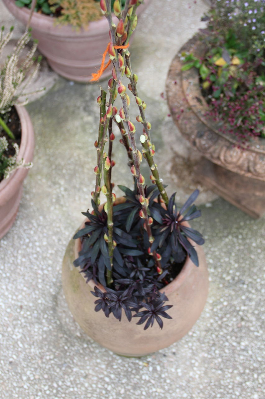 寒冷地の冬の植物 コンテナ仕立て 吉谷桂子のガーデニングブログ