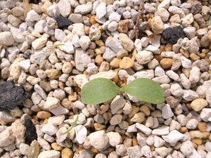 R0015809