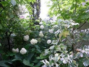 ホワイトガーデン