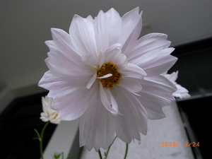 RIMG0008