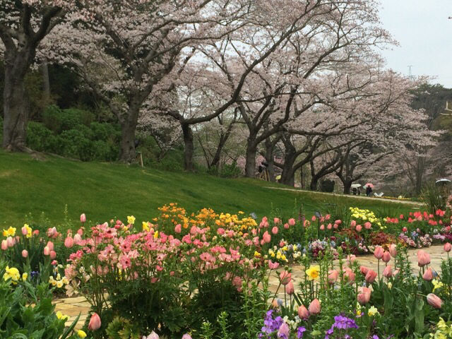 はままつフラワーパークも満開 吉谷桂子のガーデニングブログ