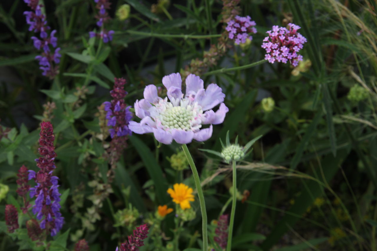 わたしたちの時間 吉谷桂子のガーデニングブログ