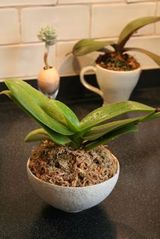 コチョウラン葉っぱ