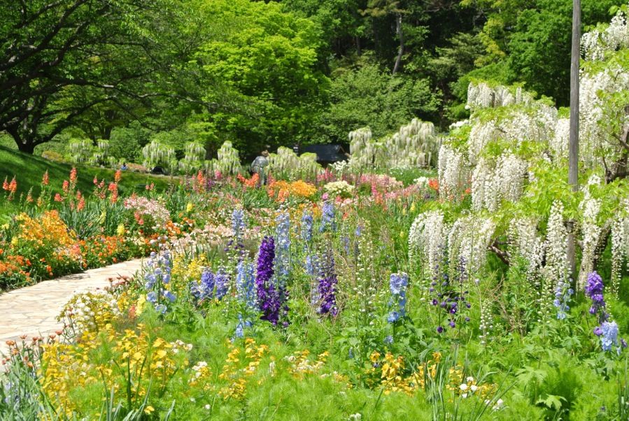 40年山吹の株 フラワーパークや庭のアクセントに 40年山吹の株