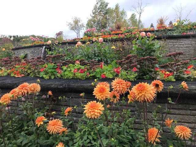 ダリアが最高に美しい : part 2 @銀河庭園 : 吉谷桂子のガーデニングブログ