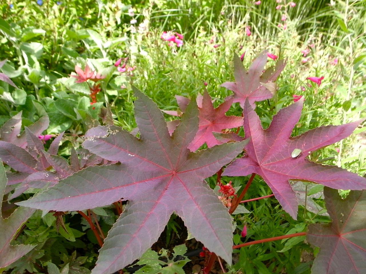 イギリスでおなじみ 日本でもokの植物 吉谷桂子のガーデニングブログ