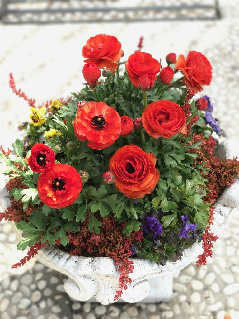 多難乗り越えラナンキュラス 星の王子さまミュージアム 吉谷桂子のガーデニングブログ