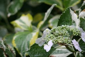 レモンウェーブ