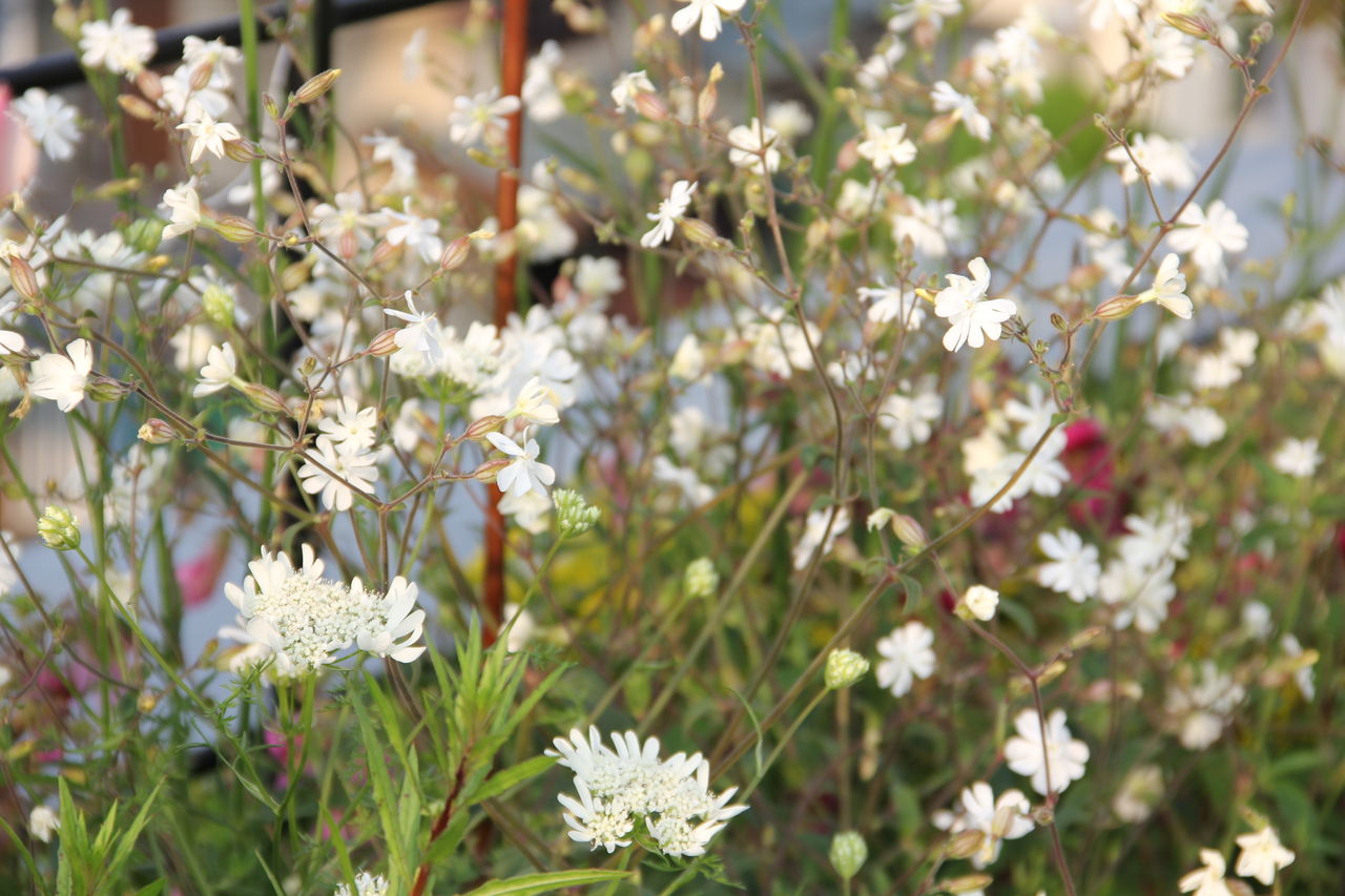 白い花と福島の庭 吉谷桂子のガーデニングブログ