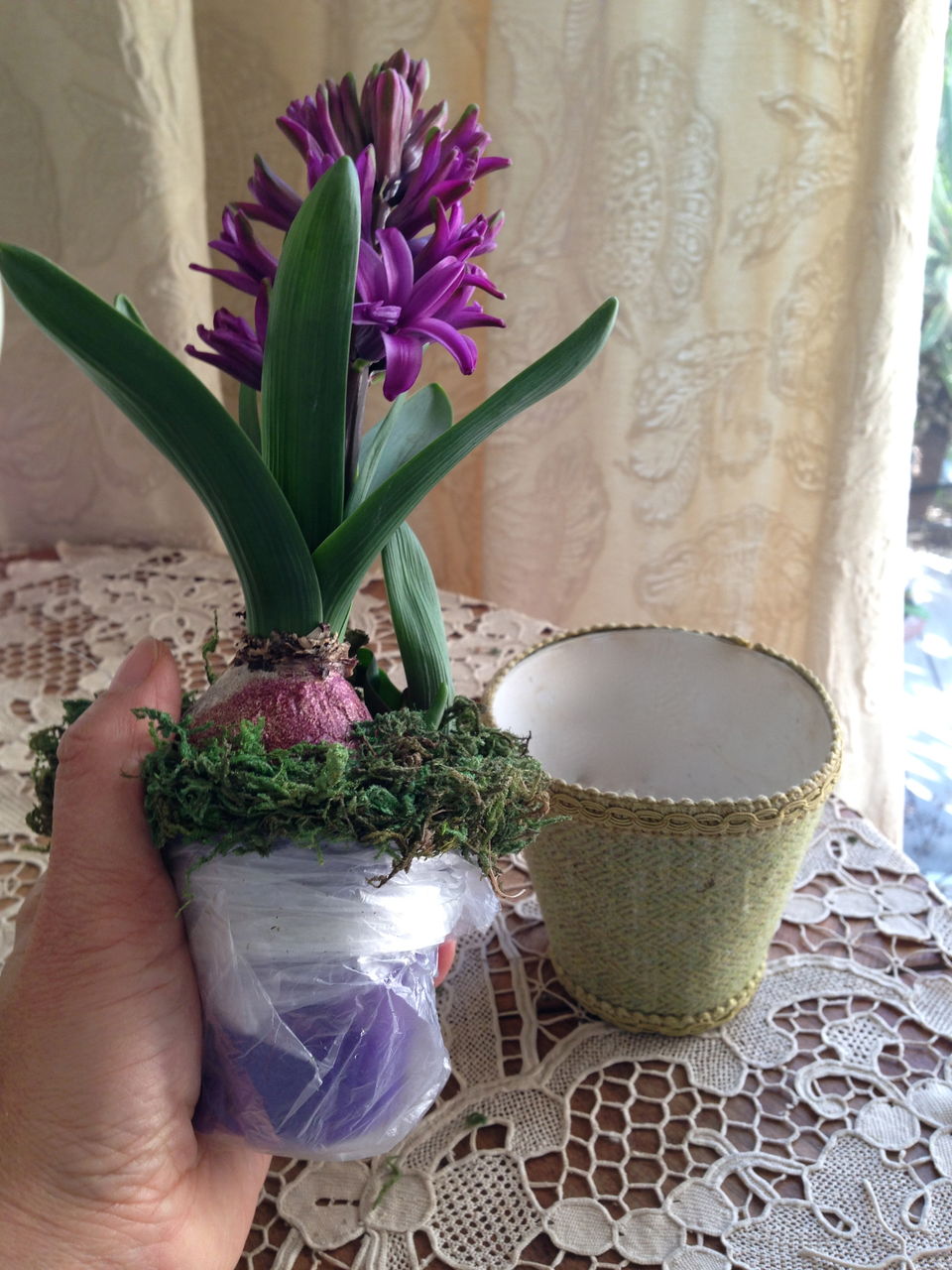 ヒヤシンスの楽しみ 吉谷桂子のガーデニングブログ ヒヤシンスの楽しみ 吉谷桂子のガーデニングブログ