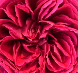 R0012852_2