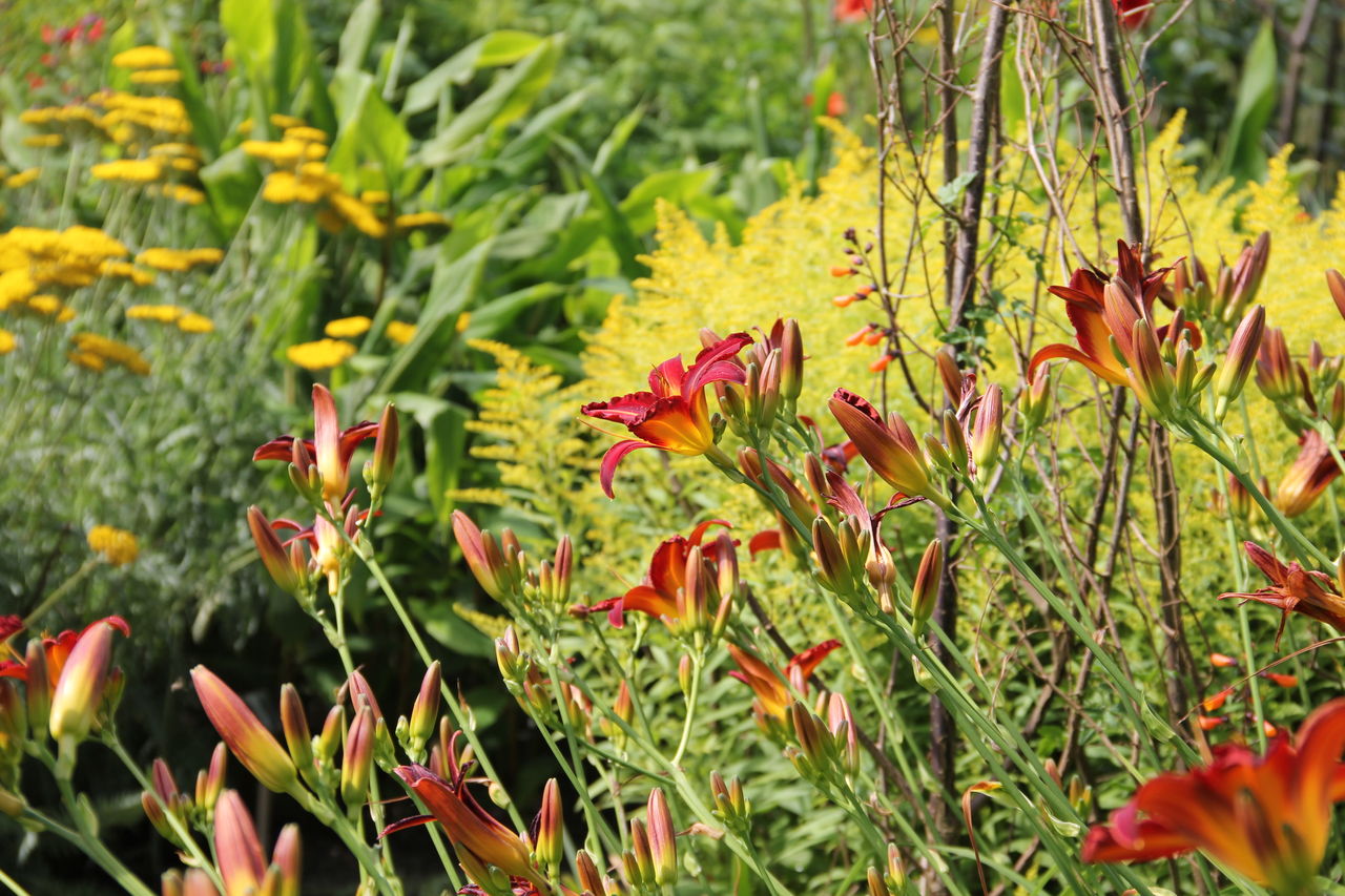 イギリスへ 吉谷桂子のガーデニングブログ