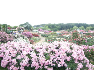 R0015336