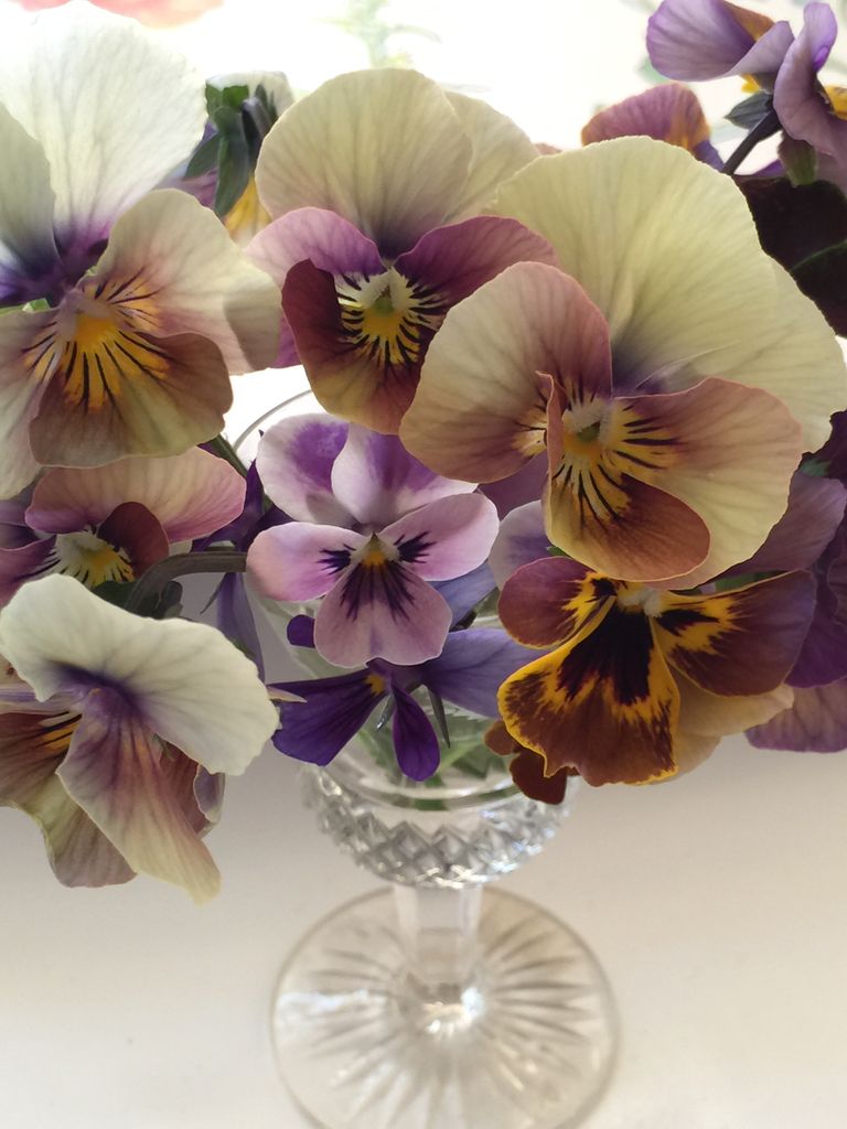 くすんだ色の花 大好きなのですが 吉谷桂子のガーデニングブログ