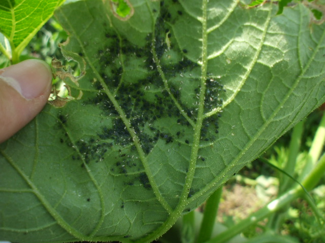 カボチャの葉裏に 家庭菜園初心者 のこ の野菜生活