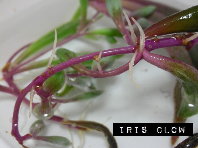 ルビーネックレスの発根 M I R I S C L O W
