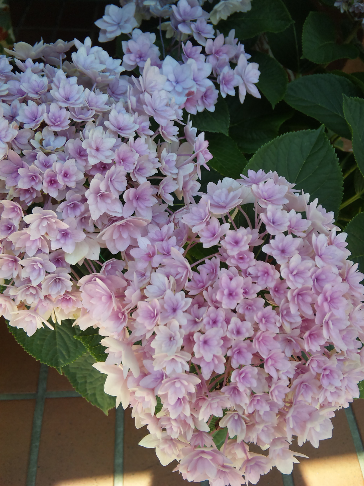 花弁の多い紫陽花 小さいmono かわいいmono おいしいmono