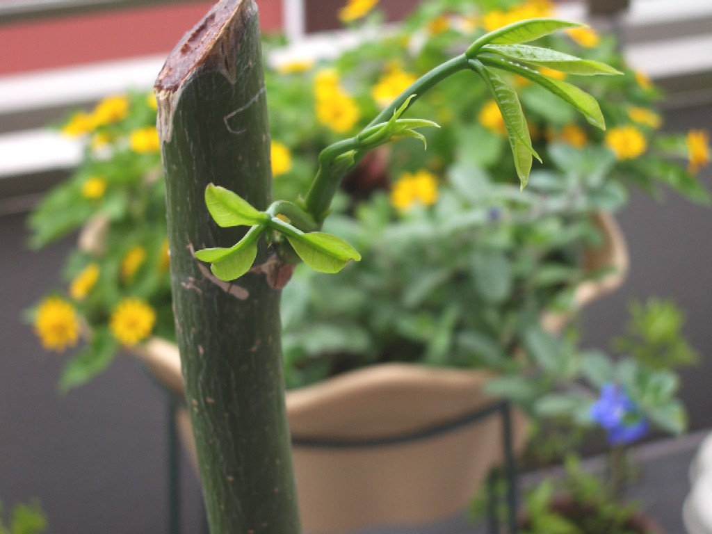 いつか 芽がでる そうかな