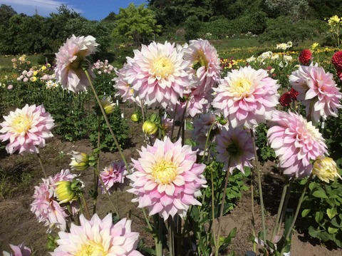 85451AAD-6E90-41B9-A7F8-6D0E3F124F82