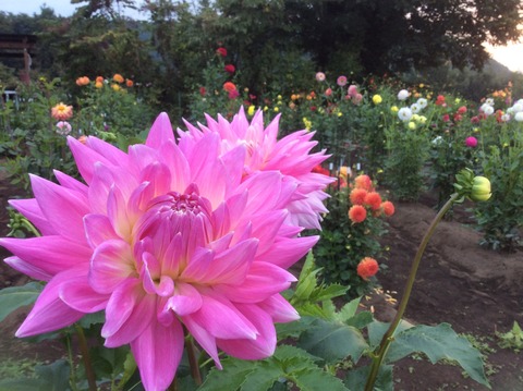 150E4E58-9F4F-407E-9429-21D3B873F87E