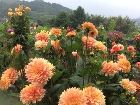 69912D05-CB58-48B5-99FF-F54017194FA5