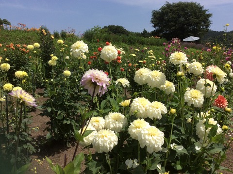 FE91A1FD-D553-4693-98E9-CF8B509BD959