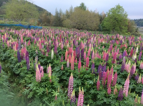 95AB221F-FC75-4C77-BE7F-27ED965BA3D4