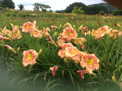 A40B393D-45EA-4896-9E39-8604DEA865FF