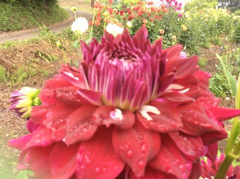 C73B0823-FC0A-46F8-AECE-D8D602D43EE5