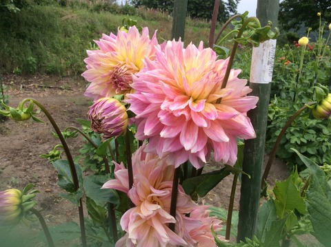 60A825B1-B4AB-4337-BF9B-E7C230ECFE90