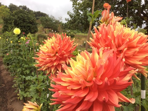 DFA1B1F9-AD11-49B5-A75F-459EE8CE3D70