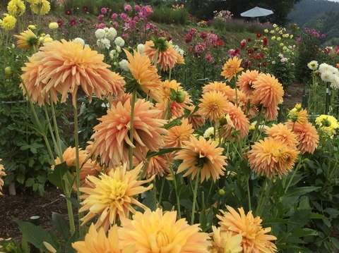 1BF9B21F-E001-4431-9537-3A2D434671FF