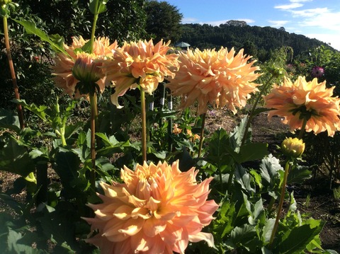 49CD2B1F-225E-4E40-B743-A4F5379C694F