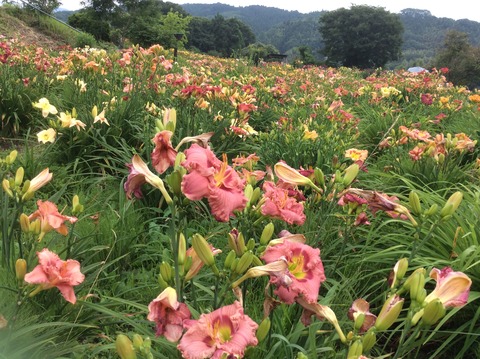 927A72DB-B366-47CC-8530-6DF0B7EAF82D