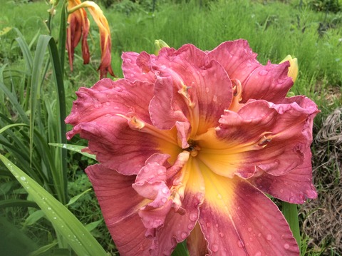 3704F2C4-C1AB-4EF3-BA8E-6209E5F4F20D