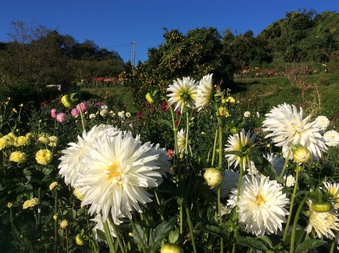 AB2467A5-8888-48F7-9B22-8A7CCD5593D4